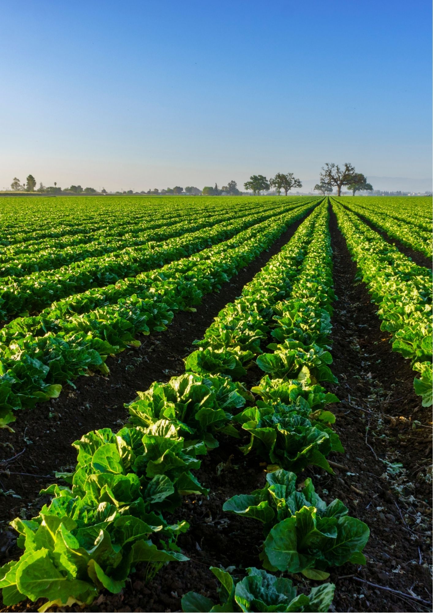 Agricultural cold storage and refrigeration
